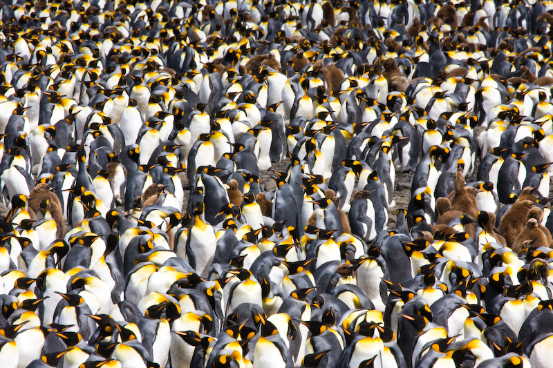 King Penguin Colony